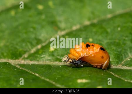Asiatische Käfer-Puppe - Harmonia axyridis Stockfoto