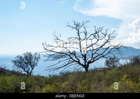 Baum vor dem Meer, blauer Himmel. Hochwertige Fotos Stockfoto