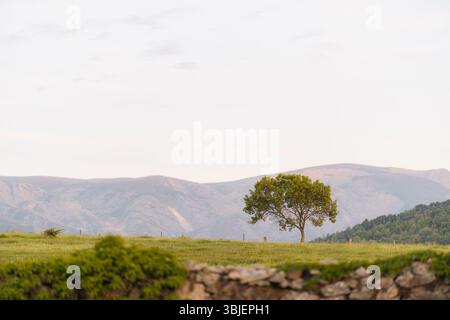 Einsamer Baum in Zentralspanien mit Sierra de Gredos im Hintergrund, Spätfrühling, Hintergrund mit Kopierraum Stockfoto