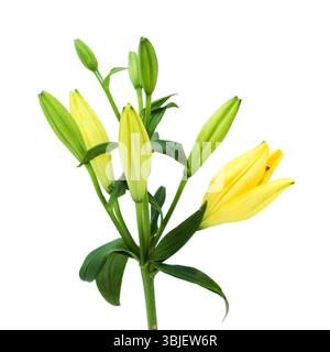 Gelbe Hybridlilie mit goldenen Sommersprossen, isoliert auf weißem Hintergrund Stockfoto
