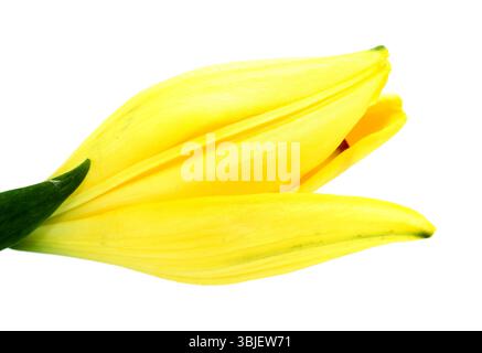 Gelbe Hybridlilie mit goldenen Sommersprossen, isoliert auf weißem Hintergrund Stockfoto