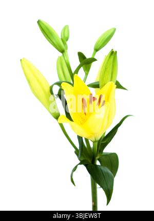 Gelbe Hybridlilie mit goldenen Sommersprossen, isoliert auf weißem Hintergrund Stockfoto
