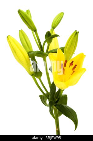 Gelbe Hybridlilie mit goldenen Sommersprossen, isoliert auf weißem Hintergrund Stockfoto