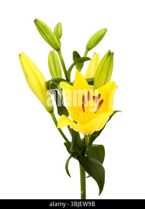 Gelbe Hybridlilie mit goldenen Sommersprossen, isoliert auf weißem Hintergrund Stockfoto