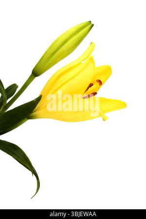Gelbe Hybridlilie mit goldenen Sommersprossen, isoliert auf weißem Hintergrund Stockfoto