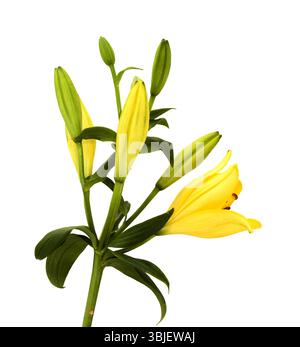 Gelbe Hybridlilie mit goldenen Sommersprossen, isoliert auf weißem Hintergrund Stockfoto