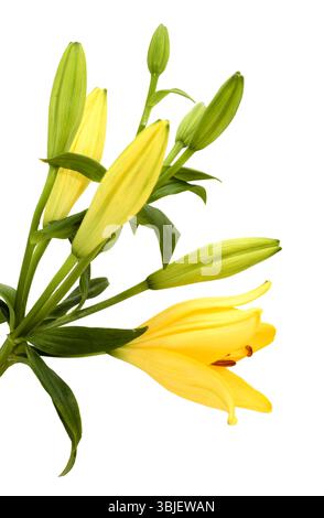 Gelbe Hybridlilie mit goldenen Sommersprossen, isoliert auf weißem Hintergrund Stockfoto