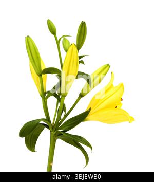 Gelbe Hybridlilie mit goldenen Sommersprossen, isoliert auf weißem Hintergrund Stockfoto