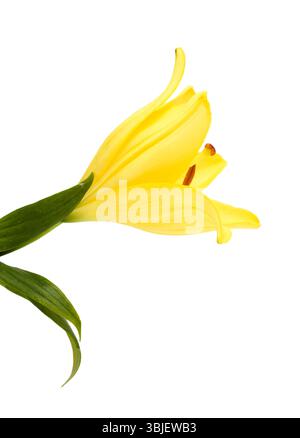 Gelbe Hybridlilie mit goldenen Sommersprossen, isoliert auf weißem Hintergrund Stockfoto