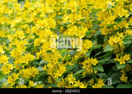 Lysimachia punctata, gepunktete Loosestrife, Garten-Loosestrife, Stängel mit schüsselförmigen, hellgelben Blüten Stockfoto