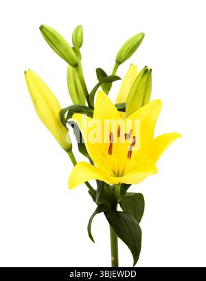 Gelbe Hybridlilie mit goldenen Sommersprossen, isoliert auf weißem Hintergrund Stockfoto