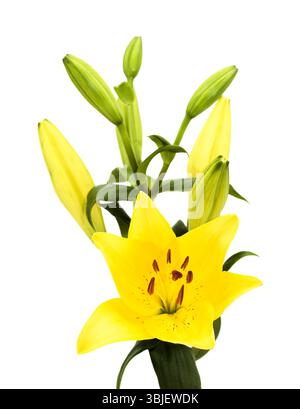 Gelbe Hybridlilie mit goldenen Sommersprossen, isoliert auf weißem Hintergrund Stockfoto