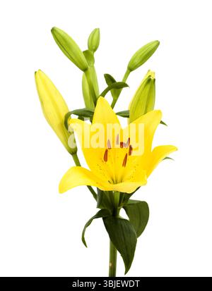 Gelbe Hybridlilie mit goldenen Sommersprossen, isoliert auf weißem Hintergrund Stockfoto