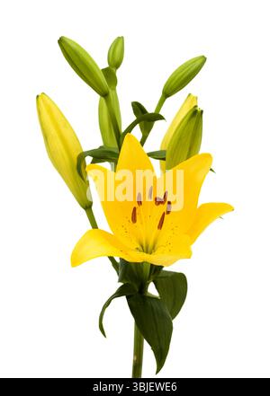 Gelbe Hybridlilie mit goldenen Sommersprossen, isoliert auf weißem Hintergrund Stockfoto