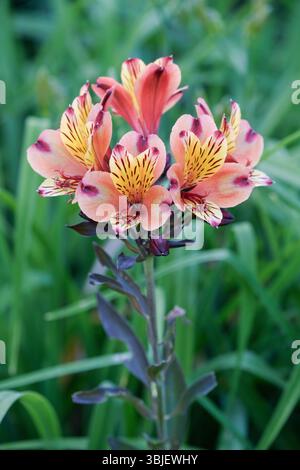 Alstroemeria Indian Summer, peruanische Lilie Indian Summer, Cluster kupferoranger Blüten, hellgelbe Innenblätter, gestreift und gesprenkelt lila Stockfoto