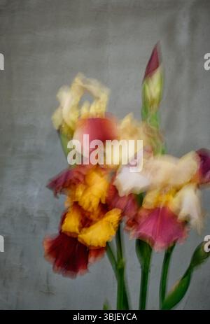 Iris blüht in warmen Gelb-, Orange- und Burgundertönen mit absichtlicher Bewegungsunschärfe, die einen malerischen, traumhaften Effekt erzeugt. Abstrakte Blumenkomposi Stockfoto