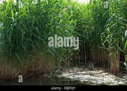 Üppiges Feuchtgebiet im Tisza-See, Ungarn. Dichte Vegetation, hohes Gras und Schilf, das entlang des Wasserrandes wächst. Sumpfiger Lebensraum, reiche Wasserpflanzen. Stockfoto