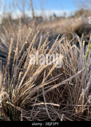 Frostgeküsstes Gras im Morgenlicht, Winterumarmung: Frostfeld, zarte Eiskristalle auf getrocknetem Gras, Frühmorgendfrost auf Meadow Stockfoto