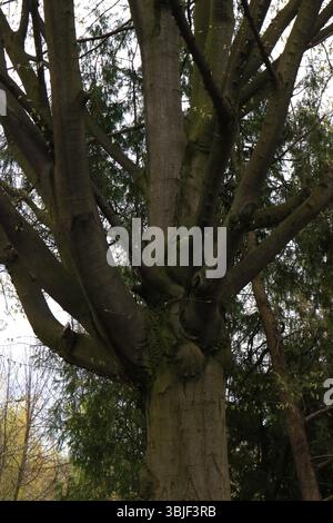 Alte Baumstamm- und Ästentextur, starke Baumstruktur in natürlichem Licht, strukturierte Rinde und Gliedmaßen eines Reifen Baumes, Muster von Baumzweigen Stockfoto
