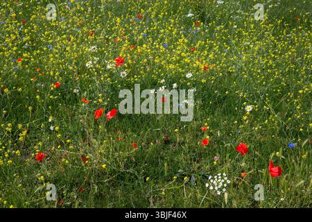 Bunte Wildblumen auf einem Feld mit Mohn und Gänseblümchen. Rote, blaue, gelbe und weiße Wildblumen mit grünem Gras. Ein hübsches Blumenfeld. Stockfoto
