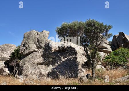 Rosa Granitfelsen in der Nähe von Palau, Gallura, Costa Smeralda, Sardinien, Italien Stockfoto