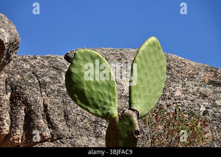 Rosa Granitfelsen in der Nähe von Palau, Gallura, Costa Smeralda, Sardinien, Italien Stockfoto