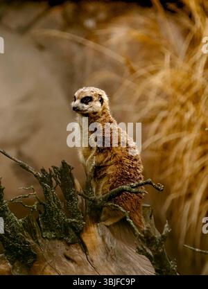 Erdmännchen stehen auf einem Ast in einer natürlichen Umgebung Stockfoto