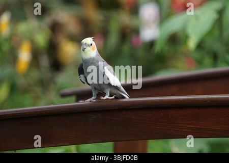 Kakatiel sitzt draußen im Garten und genießt das Wetter, Kakatiel mit gelbem Gesicht Stockfoto