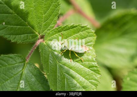 Green Shield Bug (Palomena prasina) auf einem Blatt in Ham Common, Surrey Stockfoto