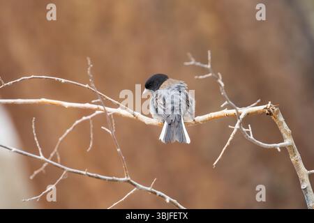 Erwachsene männliche dunkeläugige Junco. Junco hyemalis thront auf einem Zweig im Inyo National Forest California USA Stockfoto