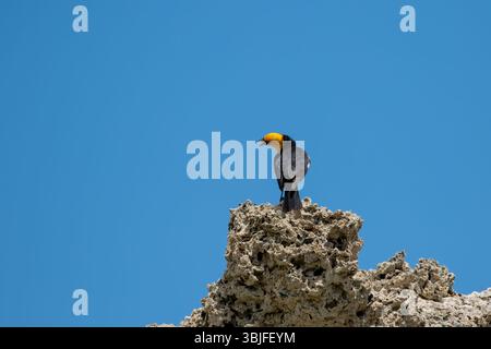 Wilder männlicher gelbköpfiger Schwarzvogel Xanthocephalus xanthocephalus sitzt auf dem Tuffstein am Mono Lake, Kalifornien; USA Stockfoto