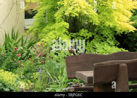 Eine weibliche eurasische Amsel, auch bekannt als die gewöhnliche Amsel oder Turdus merula Porträt Stockfoto