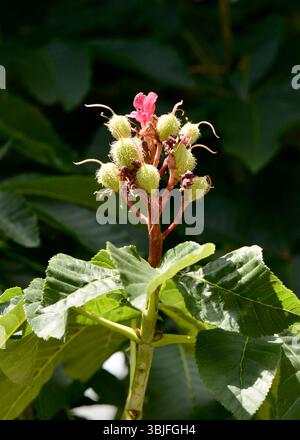 Rote Rosskastanie Aesculus x carnea rote Blüte und entwickelnde Samenkapseln während der Frühjahrsreproduktionsphase Stockfoto