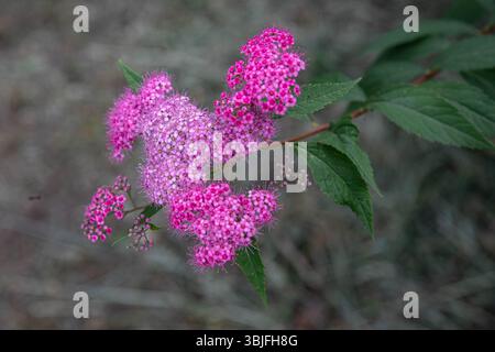 Rosa Schafgarbe Blume, Achillea millefolium, im Wald, im Schatten, geschützt von den direkten Sonnenstrahlen, sehr schön gefärbt und zart Stockfoto