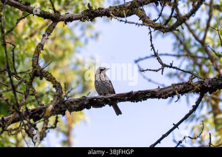 Ein kleiner singvogel sitzt auf einem moosbedeckten Zweig. Der helle Himmel hebt den Vogel perfekt hervor. Stockfoto