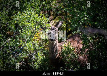 Red Deer Doe versteckt in Büschen auf der Isle of Mull, Schottland. Stockfoto