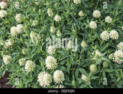 Trifolium pannonicum (vielleicht??) ist eine Kleesorte, die unter dem gebräuchlichen Namen ungarischer Klee bekannt ist und ein ausdauerndes, nicht kletterndes, klumpenbildendes Kraut ist. Stockfoto
