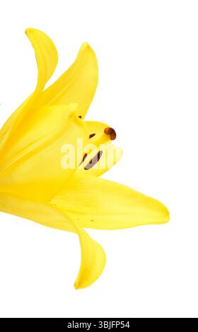 Gelbe Hybridlilie mit goldenen Sommersprossen, isoliert auf weißem Hintergrund Stockfoto