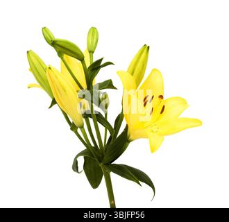 Gelbe Hybridlilie mit goldenen Sommersprossen, isoliert auf weißem Hintergrund Stockfoto