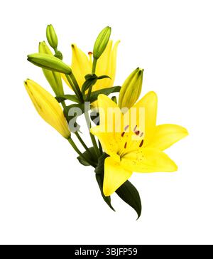 Gelbe Hybridlilie mit goldenen Sommersprossen, isoliert auf weißem Hintergrund Stockfoto