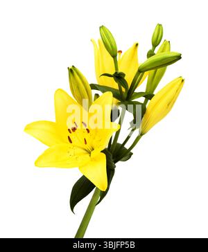 Gelbe Hybridlilie mit goldenen Sommersprossen, isoliert auf weißem Hintergrund Stockfoto