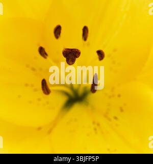 Gelbe Hybridlilie mit goldenen Sommersprossen, isoliert auf weißem Hintergrund Stockfoto