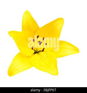 Gelbe Hybridlilie mit goldenen Sommersprossen, isoliert auf weißem Hintergrund Stockfoto