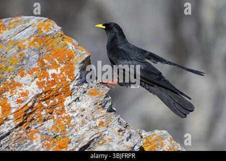 alpenkraut (Pyrrhocorax graculus), Tiere, Vögel, Raben, Jackdaw, Familie von Korviden, steht auf Felsen, Flechten, Gemmi Pass, Wallis, Schweiz, Stockfoto