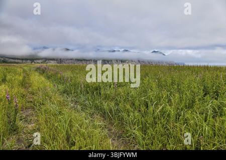 Flora von Kamtschatka. Wälder und Felder. Die Natur von Kamtschatka. Landschaften und herrliche Ausblicke auf die Kamchatka Halbinsel Stockfoto