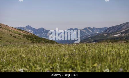 Flora von Kamtschatka. Wälder und Felder. Die Natur von Kamtschatka. Landschaften und herrliche Ausblicke auf die Kamchatka Halbinsel Stockfoto