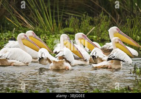 Pelikan Vogel in Afrika. ein wasservögel Pelican Stockfoto