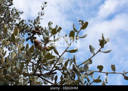 Eicheln aus Steineiche. Immergrüner Baum. Quercus ílex. Blauer Himmel, Spanien Stockfoto