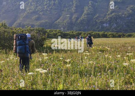 Flora von Kamtschatka. Wälder und Felder. Die Natur von Kamtschatka. Landschaften und herrliche Ausblicke auf die Kamchatka Halbinsel Stockfoto