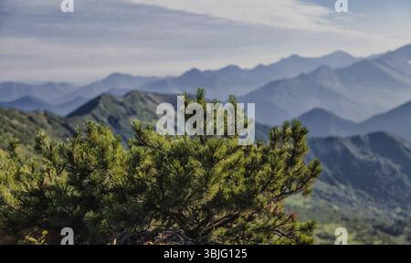 Flora von Kamtschatka. Wälder und Felder. Die Natur von Kamtschatka. Landschaften und herrliche Ausblicke auf die Kamchatka Halbinsel Stockfoto